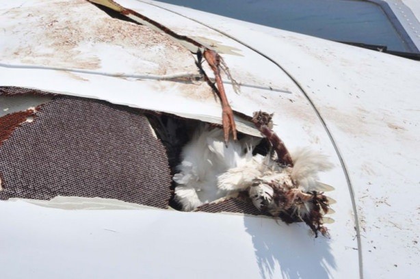 Foto - Uçak, Leylek sürüsüne girdi