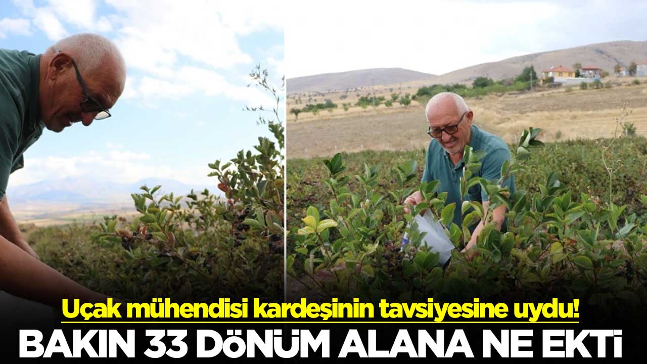 Uçak mühendisi kardeşinin tavsiyesine uydu! Bakın 33 dönüm alana ne ekti