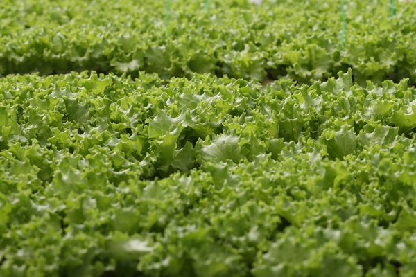 Foto - Uçak mühendisliğini bırakıp topraksız tarımla sebze üretmeye başladı