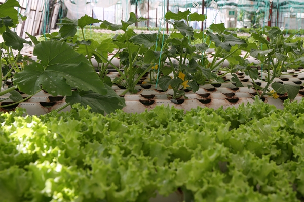 Foto - Uçak mühendisliğini bırakıp topraksız tarımla sebze üretmeye başladı