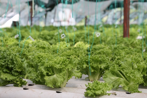 Foto - Uçak mühendisliğini bırakıp topraksız tarımla sebze üretmeye başladı