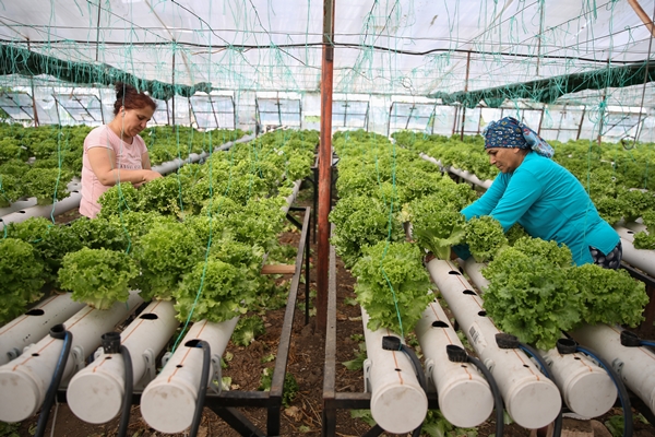 Uçak mühendisliğini bırakıp topraksız tarımla sebze üretmeye başladı