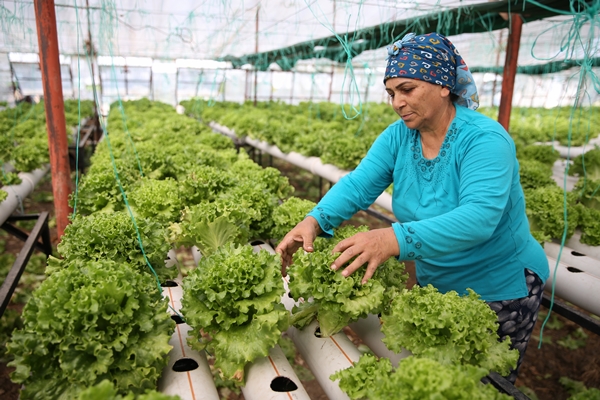 Foto - Uçak mühendisliğini bırakıp topraksız tarımla sebze üretmeye başladı