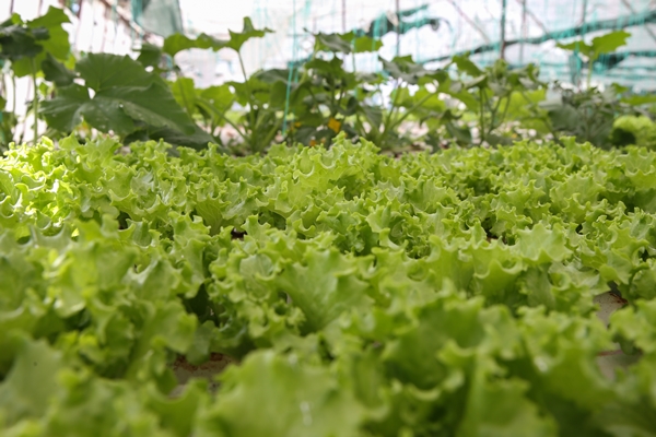 Foto - Uçak mühendisliğini bırakıp topraksız tarımla sebze üretmeye başladı