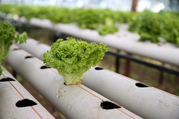 Foto - Uçak mühendisliğini bırakıp topraksız tarımla sebze üretmeye başladı