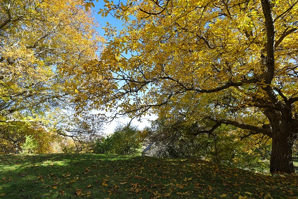 Foto - Üçkaya Vadisi'nde sonbahar renkleri 