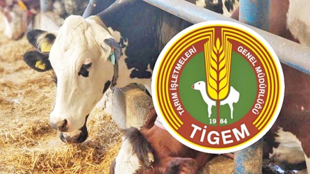 Foto - Ücretsiz 10 bin 859 küçük baş hayvan dağıtılmıştı: Şimdi de; bin 95 büyükbaş hayvan daha dağıtılacak