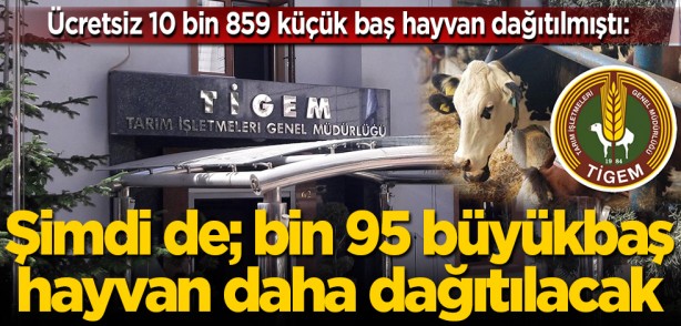 Ücretsiz 10 bin 859 küçük baş hayvan dağıtılmıştı: Şimdi de; bin 95 büyükbaş hayvan daha dağıtılacak