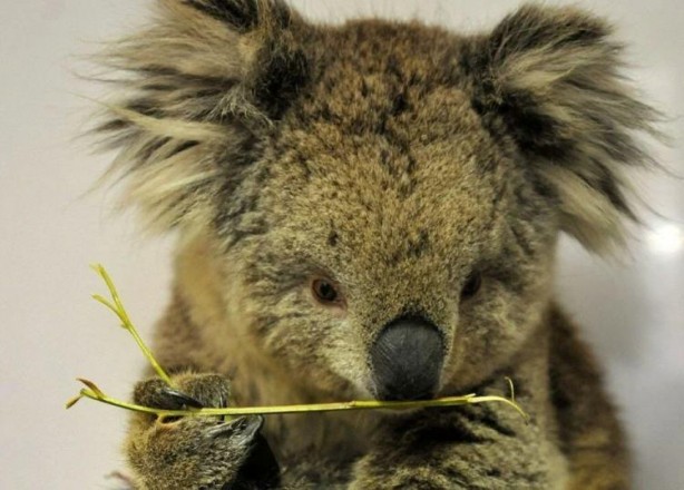 Foto - Üçte biri yok oldu