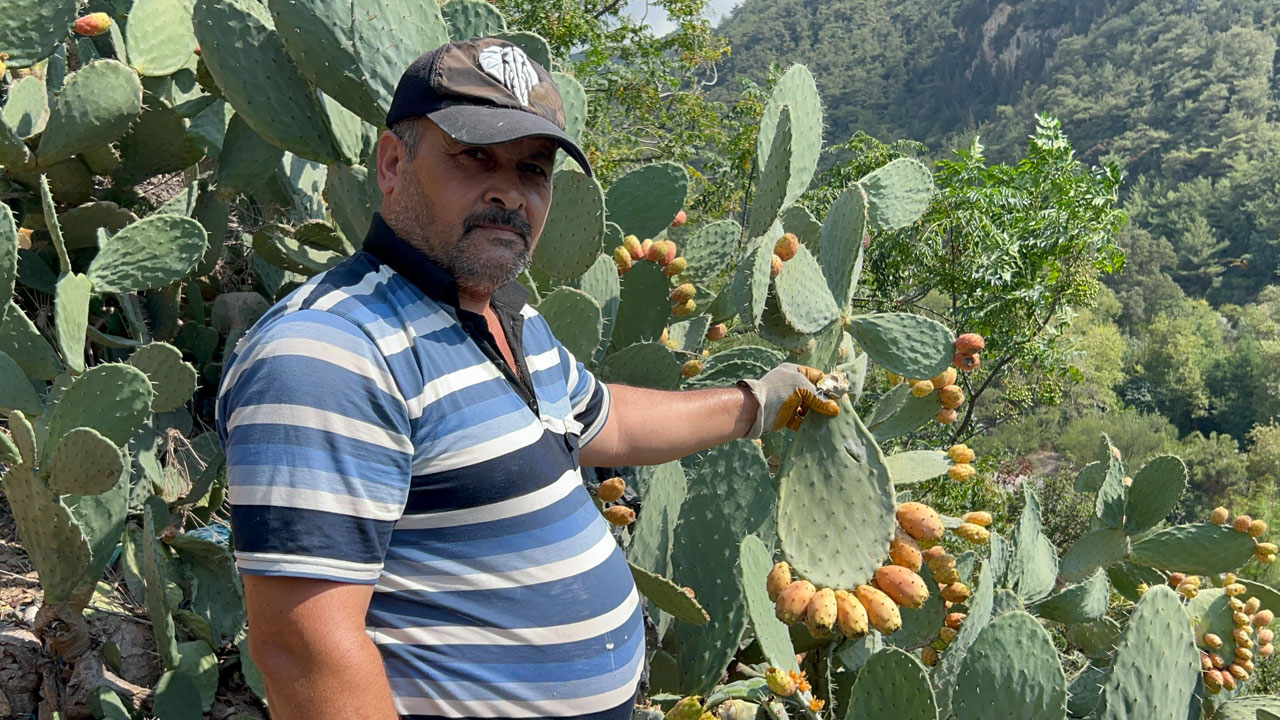 Foto - Uçurum kenarında yetişiyor! Toplaması zahmetli ama lezzetine doyum olmuyor