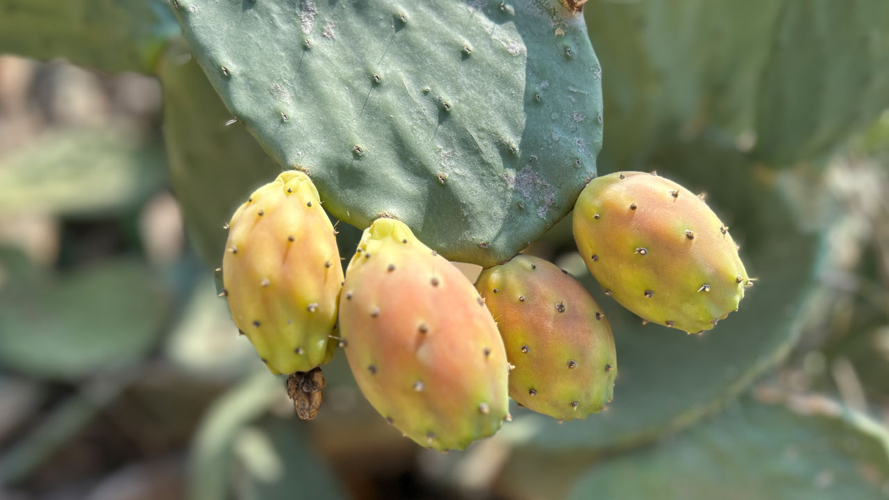 Uçurum kenarında yetişiyor! Toplaması zahmetli ama lezzetine doyum olmuyor