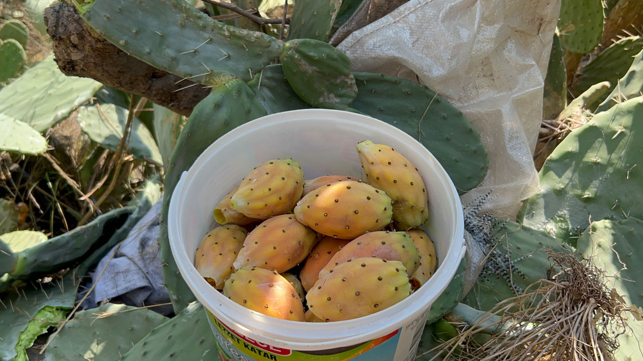 Foto - Uçurum kenarında yetişiyor! Toplaması zahmetli ama lezzetine doyum olmuyor