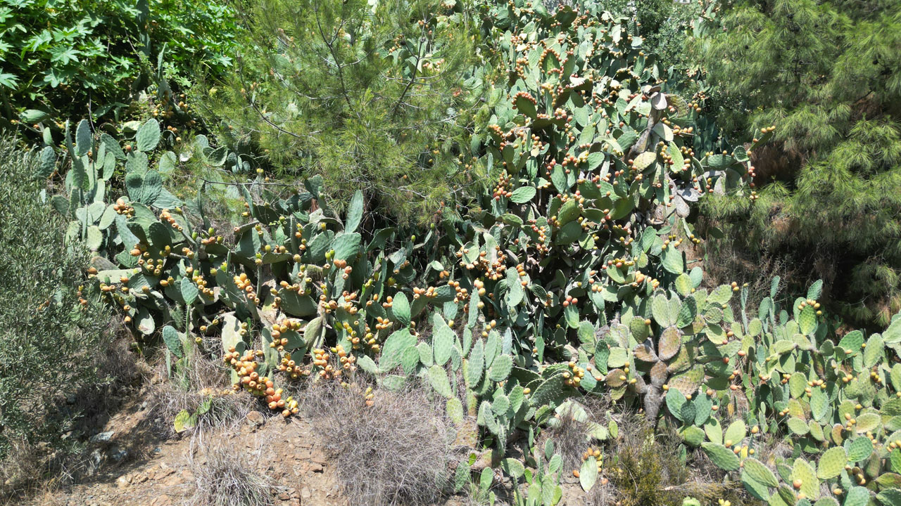 Foto - Uçurum kenarında yetişiyor! Toplaması zahmetli ama lezzetine doyum olmuyor