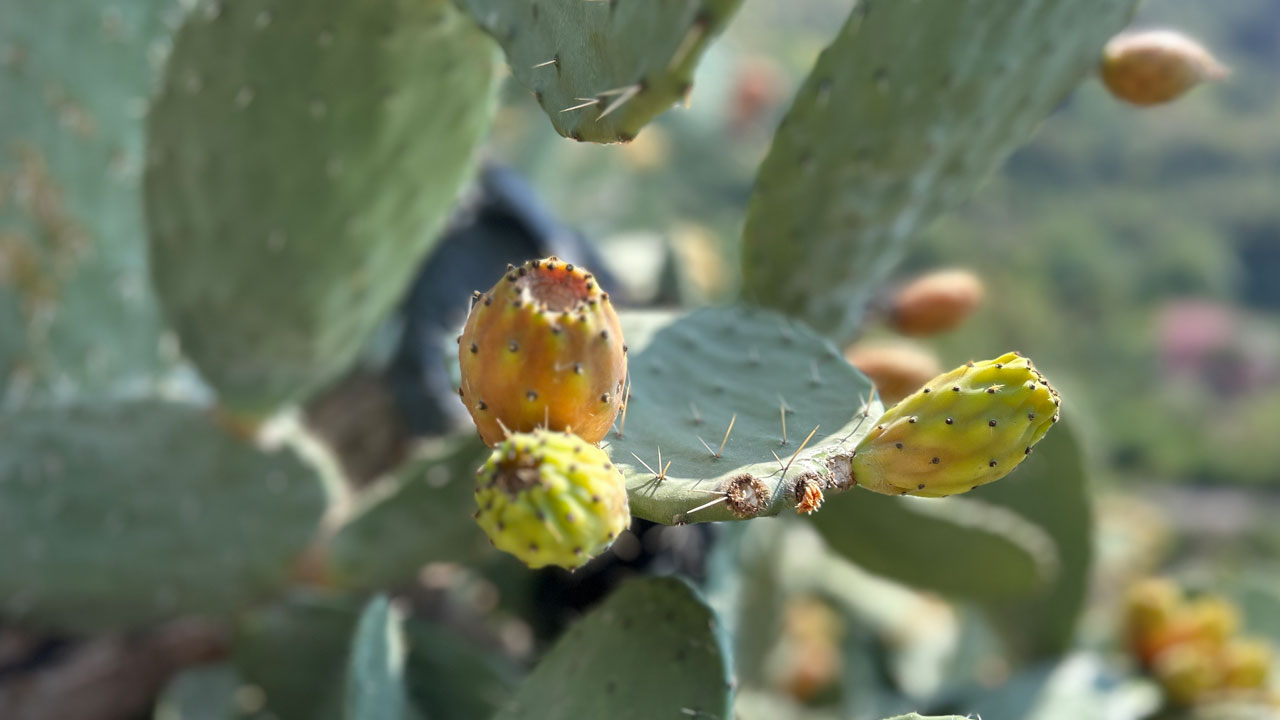 Foto - Uçurum kenarında yetişiyor! Toplaması zahmetli ama lezzetine doyum olmuyor