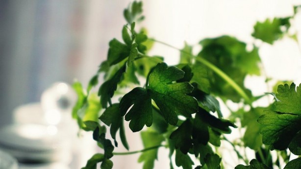 Foto - Ucuz olduğu için önemsenmiyor! Tam bir şifa deposu