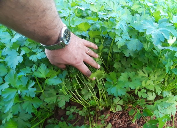 Foto - Ucuz olduğu için önemsenmiyor! Tam bir şifa deposu