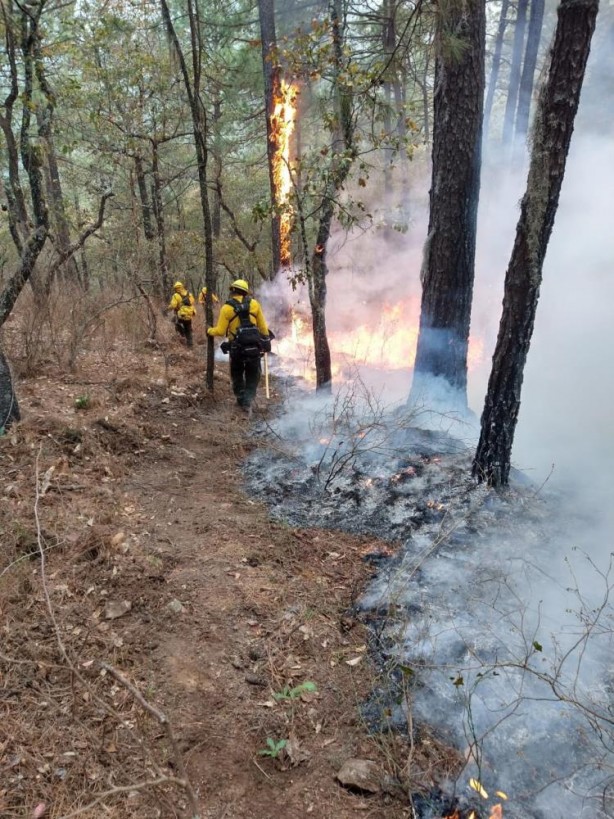 Ülke alarmda! 24 saatte 42 orman yangını
