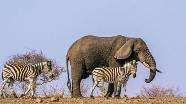 Foto - Ülke kuraklıktan kavruluyor! 700'den fazla vahşi hayvan itlaf edilecek