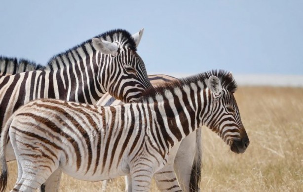 Foto - Ülke kuraklıktan kavruluyor! 700'den fazla vahşi hayvan itlaf edilecek