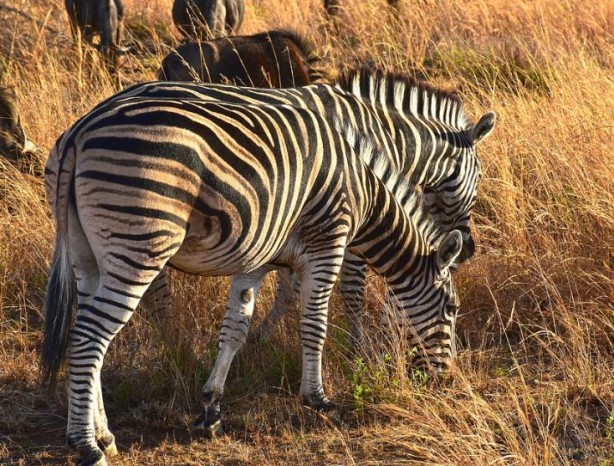 Foto - Ülke kuraklıktan kavruluyor! 700'den fazla vahşi hayvan itlaf edilecek