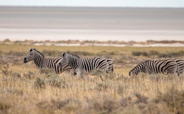 Foto - Ülke kuraklıktan kavruluyor! 700'den fazla vahşi hayvan itlaf edilecek