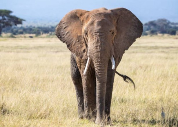 Foto - Ülke kuraklıktan kavruluyor! 700'den fazla vahşi hayvan itlaf edilecek