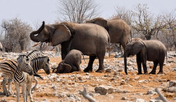 Ülke kuraklıktan kavruluyor! 700'den fazla vahşi hayvan itlaf edilecek