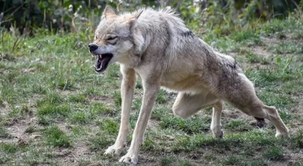 Ülke şokta! Kurt saldırıları bitmek bilmiyor