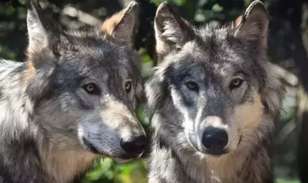 Foto - Ülke şokta! Kurt saldırıları bitmek bilmiyor