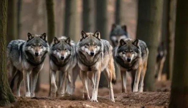 Foto - Ülke şokta! Kurt saldırıları bitmek bilmiyor