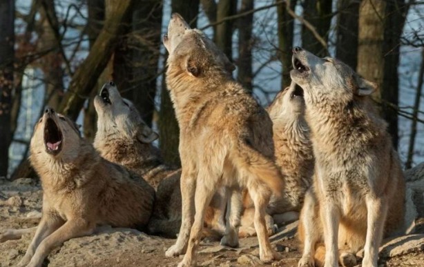 Foto - Ülke şokta! Kurt saldırıları bitmek bilmiyor
