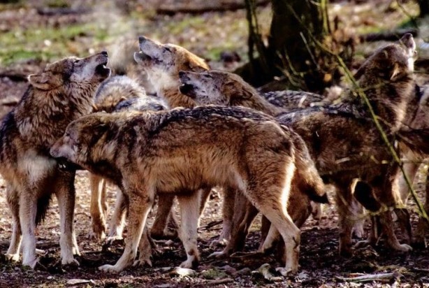 Foto - Ülke şokta! Kurt saldırıları bitmek bilmiyor