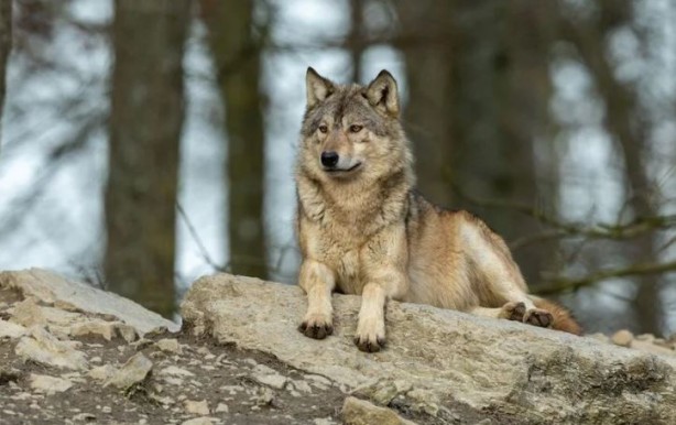 Foto - Ülke şokta! Kurt saldırıları bitmek bilmiyor
