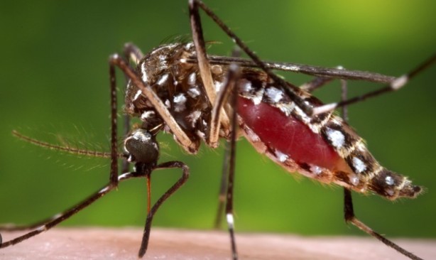 Foto - Ülke tarihinin en büyük salgını! "Pandemi seviyesinde"