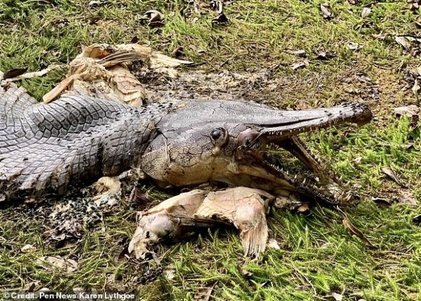 Foto - Ülkede panik! Karaya vurdu