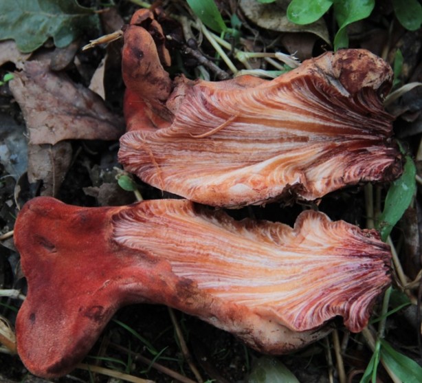 Foto - Ülkemizde bulunan yenilebilir mantarlar