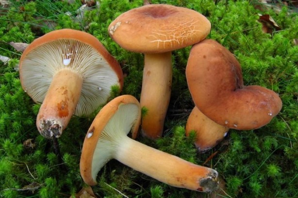 Foto - Ülkemizde bulunan yenilebilir mantarlar