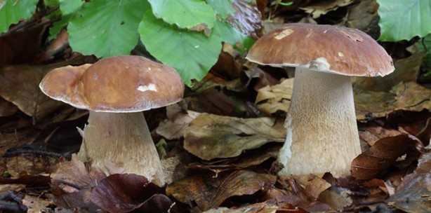 Foto - Ülkemizde bulunan yenilebilir mantarlar