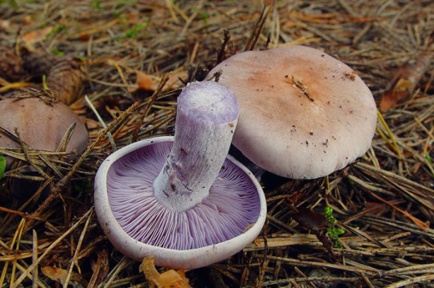 Foto - Ülkemizde bulunan yenilebilir mantarlar