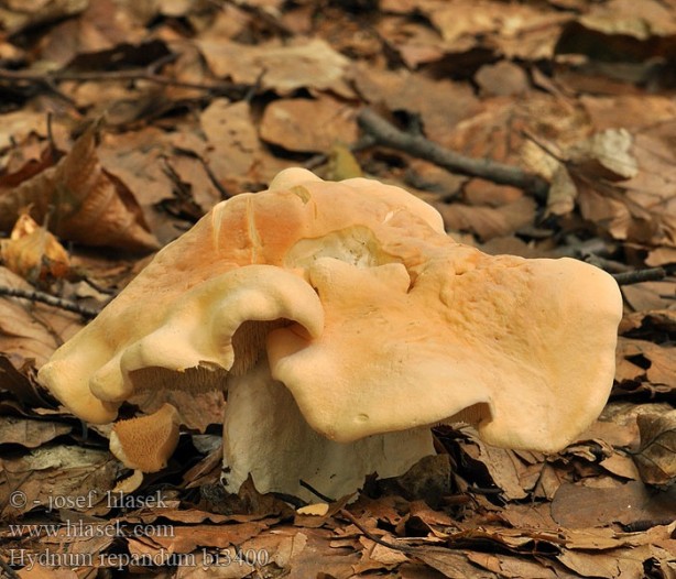 Foto - Ülkemizde bulunan yenilebilir mantarlar