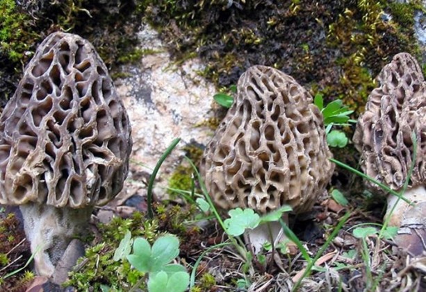 Foto - Ülkemizde bulunan yenilebilir mantarlar