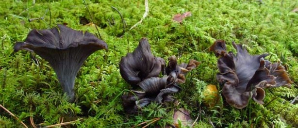 Foto - Ülkemizde bulunan yenilebilir mantarlar