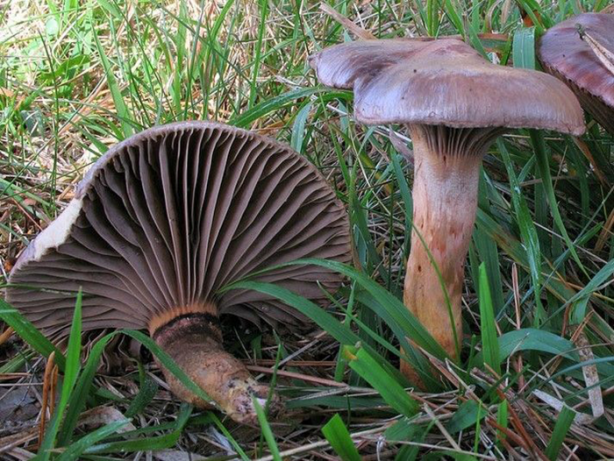 Foto - Ülkemizde bulunan yenilebilir mantarlar