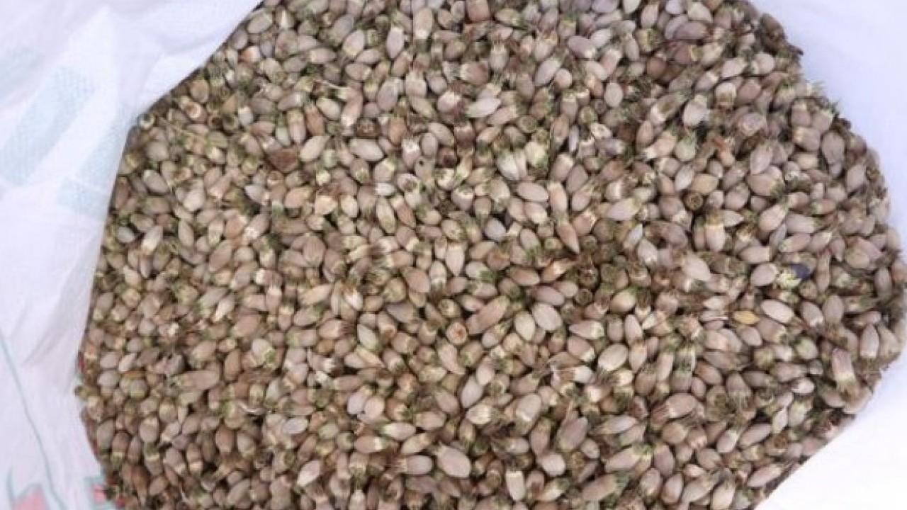 Ülkenin her yerinde yetişiyor! Kış aylarının sevilen lezzetinin kilosu 700 TL