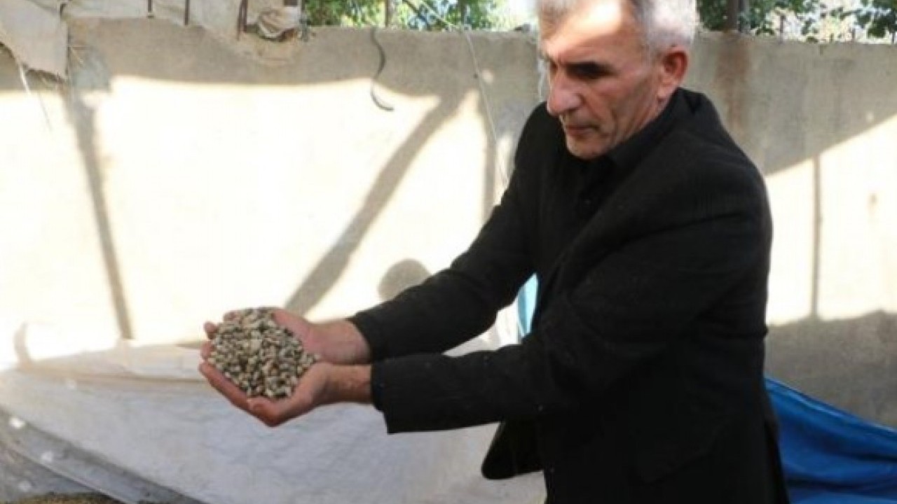 Foto - Ülkenin her yerinde yetişiyor! Kış aylarının sevilen lezzetinin kilosu 700 TL