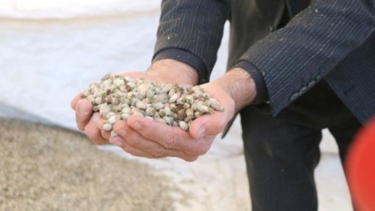 Foto - Ülkenin her yerinde yetişiyor! Kış aylarının sevilen lezzetinin kilosu 700 TL