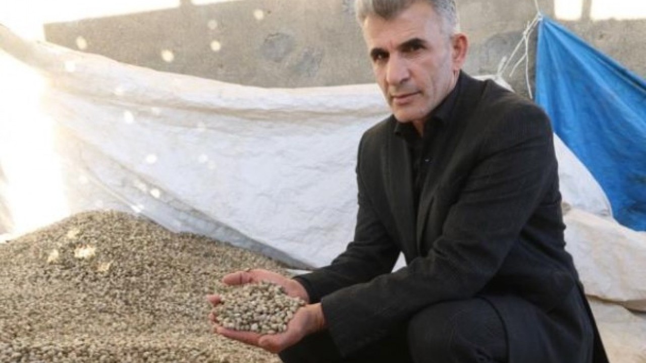 Foto - Ülkenin her yerinde yetişiyor! Kış aylarının sevilen lezzetinin kilosu 700 TL