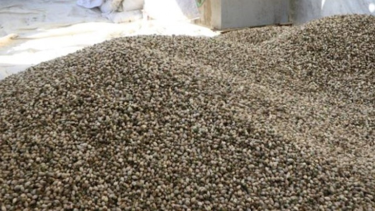 Foto - Ülkenin her yerinde yetişiyor! Kış aylarının sevilen lezzetinin kilosu 700 TL