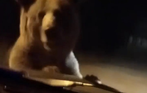 Uludağ'da korku dolu anlar! Otomobilin önüne atladı