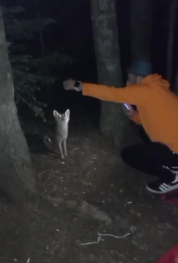 Foto - Uludağ'da yanına gelen tilkiye köfte ikram etti